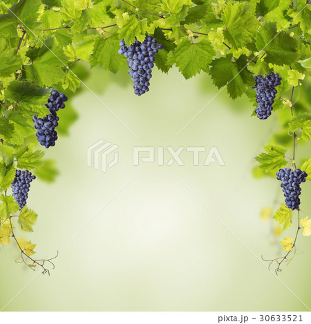 Vine leaves isolated on white 30633521