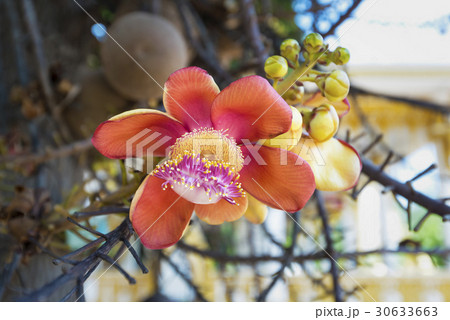 Sala flora or Shorea robusta flower  30633663