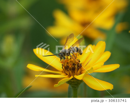 オオモンツチバチ捕食黄色い花 オオモンツチバチ捕食黄色い花 30633741