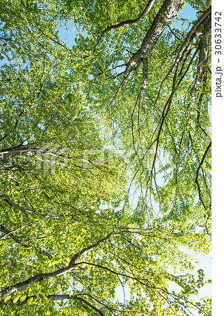 鮮やかな新緑を透けてくる光 30633742