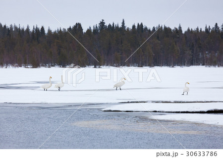 Swans on partially frozen lake Swans on partially frozen lake 30633786