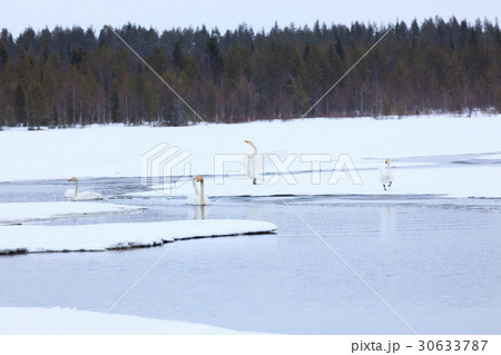 Swans on partially frozen lake 30633787