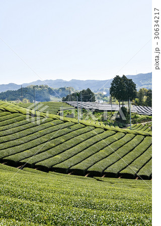 宇治茶の生産地、和束町の茶畑の五月 30634217