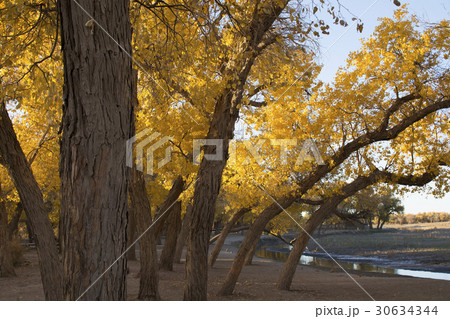 Poplar tree in autumn season 30634344