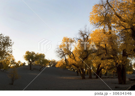 Poplar tree in autumn season 30634346