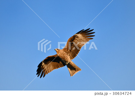 トンビの飛翔 30634724