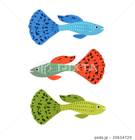 Beautiful Guppy Fish Vectorのイラスト素材
