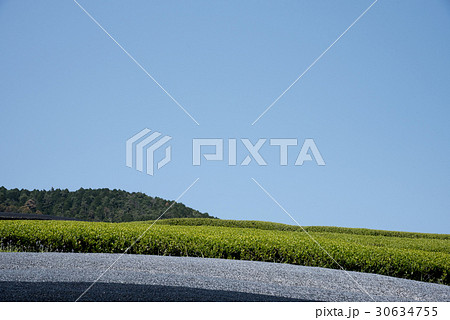 かぶせ茶の黒色と緑の茶畑の模様が美しい和束町の茶畑の五月 かぶせ茶の黒色と緑の茶畑の模様が美しい和束町の茶畑の五月 30634755