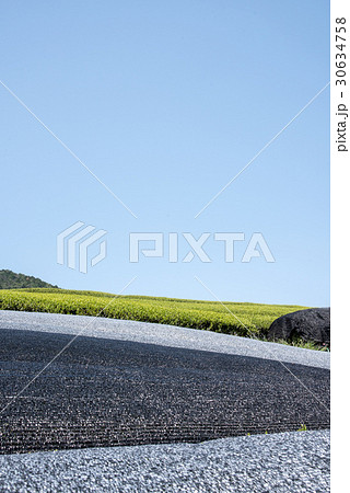 かぶせ茶の黒色と緑の茶畑の模様が美しい和束町の茶畑の五月 30634758