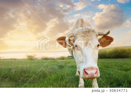 closeup of cow muzzle 30634771