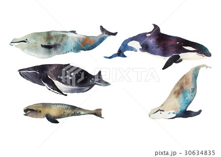 Watercolor whales Hand drawn illustration on white 30634835