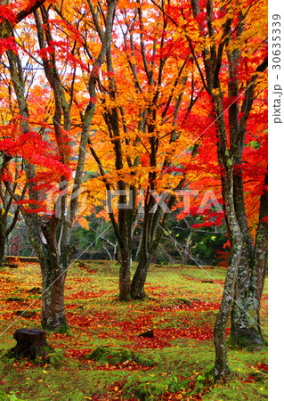 秋の土津神社(猪苗代町) 秋の土津神社(猪苗代町) 30635339