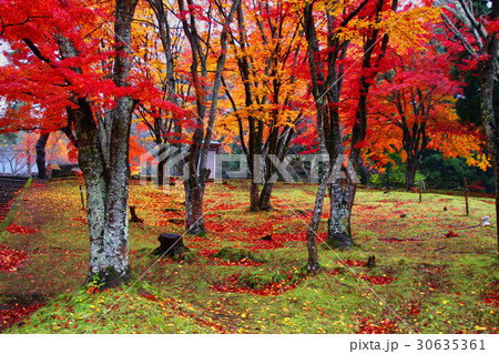 秋の土津神社（猪苗代町） 30635361