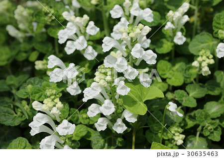 タツナミソウ 30635463