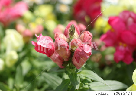 キンギョソウ 30635473