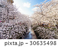 目黒川の桜 30635498