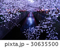 目黒川の桜 30635500