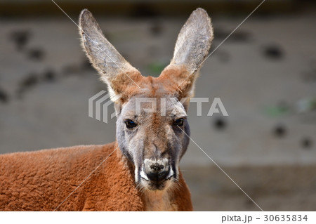 動物園 30635834