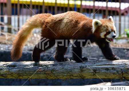 動物園 動物園 30635871