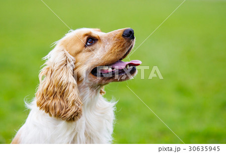 Portrait of a spaniel dog looking sideways 30635945
