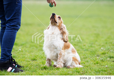 dog is played with a toy on the green grass 30635946