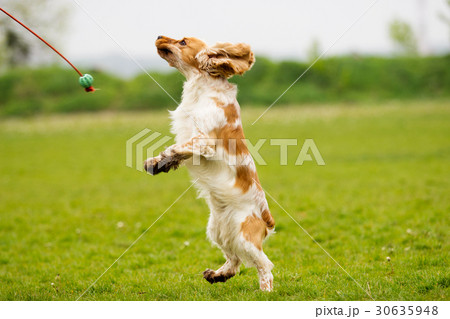 dog is played with a toy on the green grass dog is played with a toy on the green grass 30635948