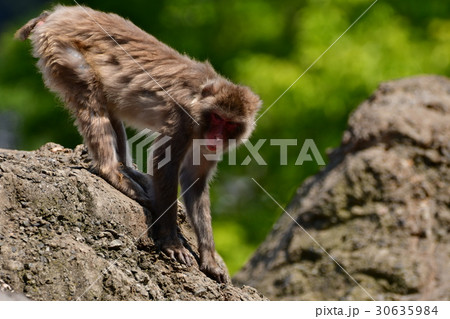 動物園 動物園 30635984