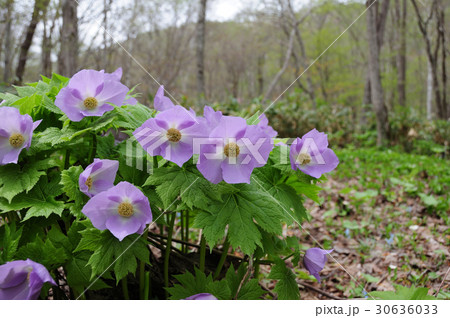 シラネアオイ 30636033