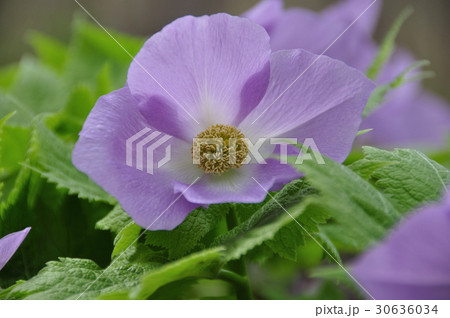 シラネアオイ 30636034