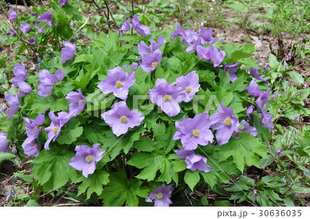 シラネアオイ 30636035