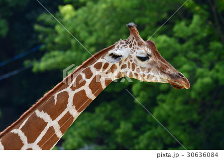 動物園 30636084