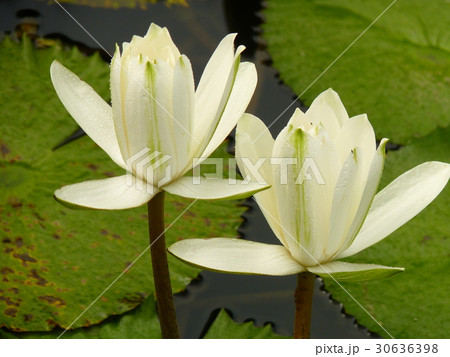 温帯スイレン 睡蓮 スイレン 30636398