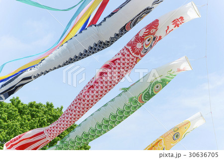 鯉のぼり　子どもの日　青空 30636705