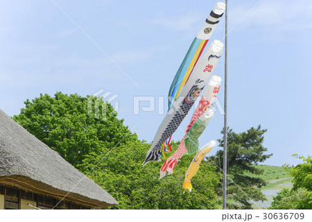 鯉のぼり　子どもの日　青空 30636709