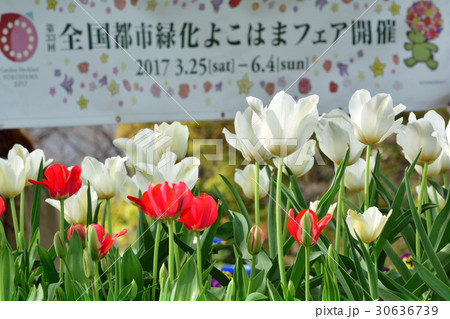 全国都市緑化よこはまフェア・反町公園会場 30636739