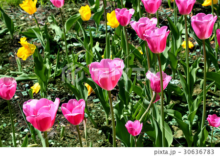 Beautiful bright tulips 30636783