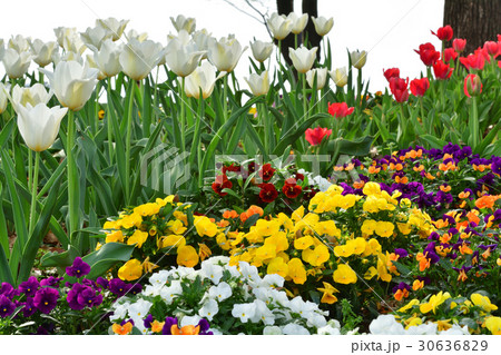 全国都市緑化よこはまフェア・反町公園会場 30636829