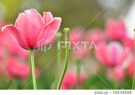 全国都市緑化よこはまフェア・反町公園会場 30636888