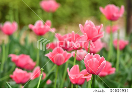 全国都市緑化よこはまフェア・反町公園会場 30636955