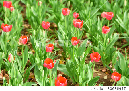 全国都市緑化よこはまフェア・反町公園会場 30636957