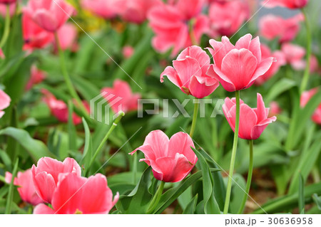 全国都市緑化よこはまフェア・反町公園会場 30636958