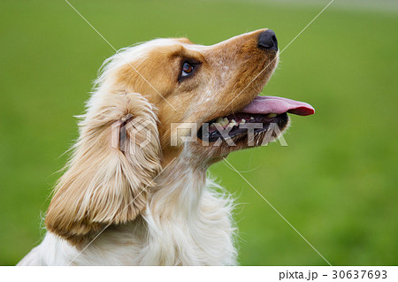 spaniel dog outdoors looking sideways 30637693