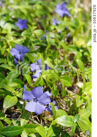 美しい青紫の花ビンカミノールの写真素材