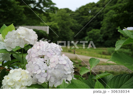 大和市泉の森公園で咲くあじさい 大和市泉の森公園で咲くあじさい 30638034