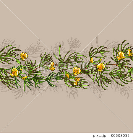 rooibos seamless pattern rooibos seamless pattern 30638055