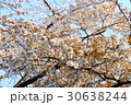 浜松市浜北区森林公園の桜 30638244