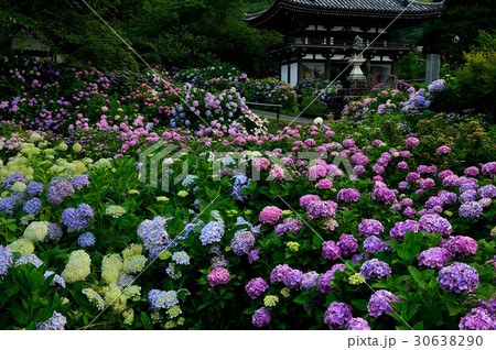 丹州観音寺のあじさい 30638290