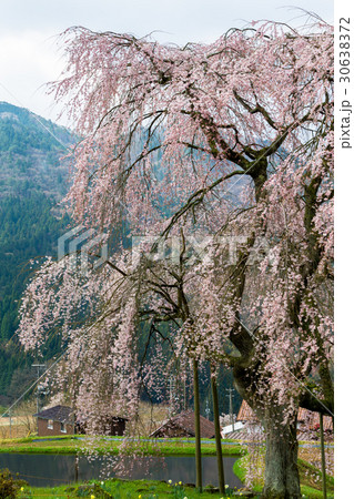 小田掛(中原)のしだれ桜【広島県】 小田掛(中原)のしだれ桜【広島県】 30638372