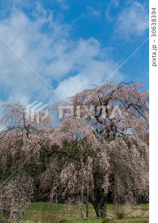 小田掛(中原)のしだれ桜【広島県】 小田掛(中原)のしだれ桜【広島県】 30638394