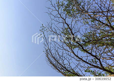 Tree and sky 30639052
